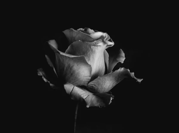 Close View Black White Rose Dark Background Stok Gambar Bebas Royalti