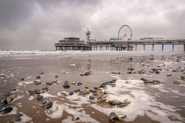 Mussel Sea Stars Beach Scheveningen Due Extreme Wind Last Days Stock Photo