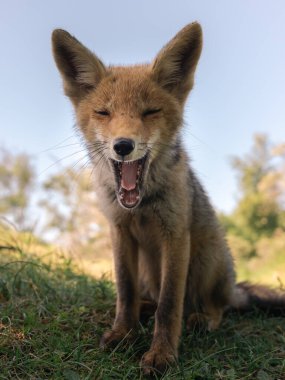 Genç tilki kamera için esniyor - doğal ortam