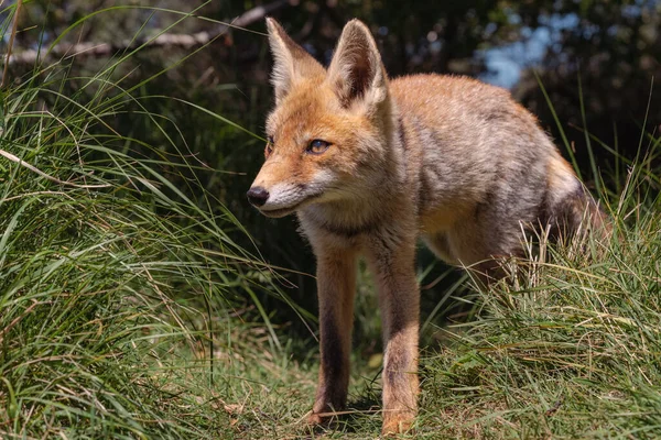 Beautiful Young Fox Natural Environment — Stock Photo, Image
