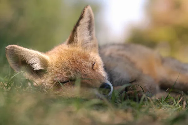 Belle Jeune Renard Dans Nature Fond Doux Images De Stock Libres De Droits