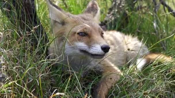 Filmaufnahmen Vom Klaffenden Fuchs Genießen Einen Sommertag Den Dünen — Stockvideo
