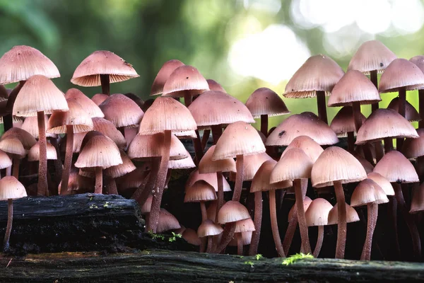 Close-up picture of mushroom, Mycena haematopus, commonly known as the bleeding fairy helmet, the burgundydrop bonnet, or the bleeding Mycena, is a species of fungus in the Mycenaceae family
