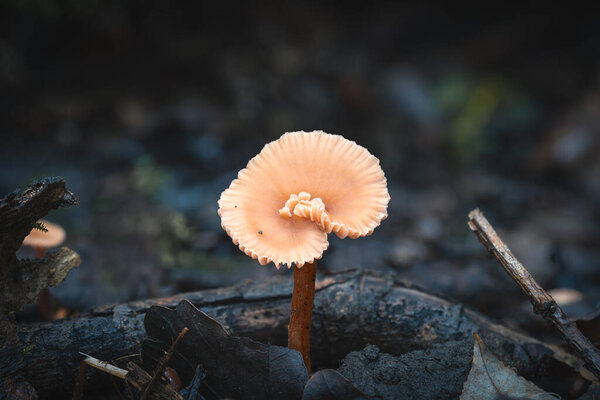 Specimen of Laccaria laccata or Waxy laccaria mushrooms, edible and delicious, but very small, shot in natural habitat, all sides visible, horizontal orientation — Stock Image Specimen Laccaria Laccata Waxy Laccaria Mushrooms Edible Delicious Very Small Stock Picture