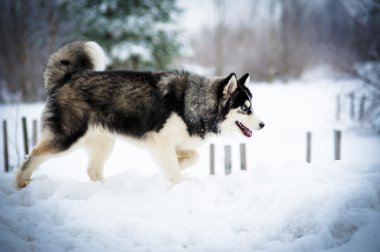 Siberian dış yapraklar