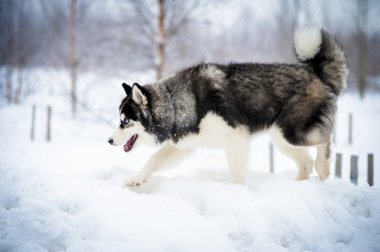 Siberian dış yapraklar