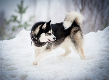 Siberian dış yapraklar