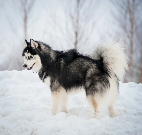 Siberische husky — Stockfoto