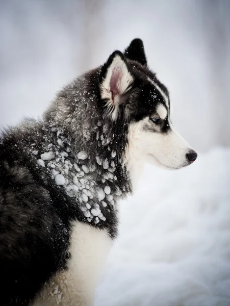 Sibirischer Husky — Stockfoto