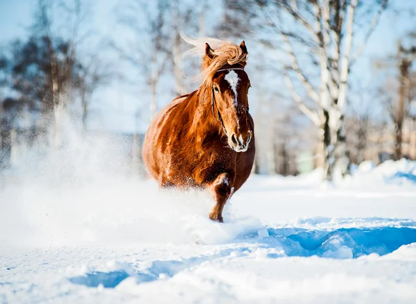 Cavallo russo Foto Stock Royalty Free