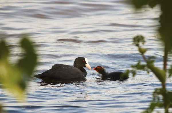 Coot anne ve çocuk