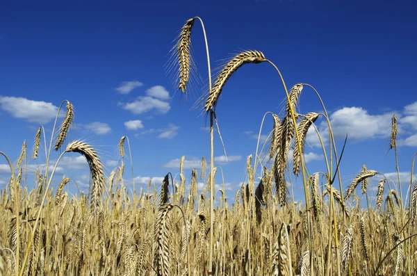 Field of rye