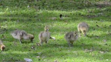 kuşlar yeşil çayır üzerinde.
