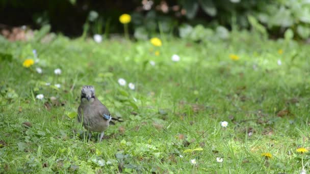 Eurasian Jay sur une prairie verte .