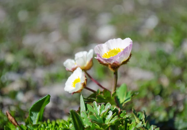 Glacier crowfoot — Stock Photo, Image