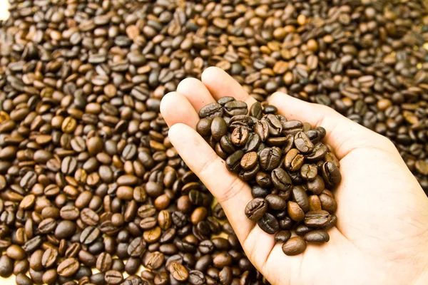 Coffee bean in hand — Stock Photo, Image