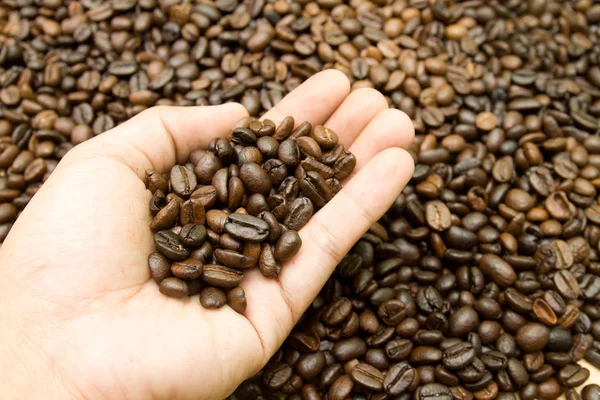 Kávébab, a kezében — Stock Fotó