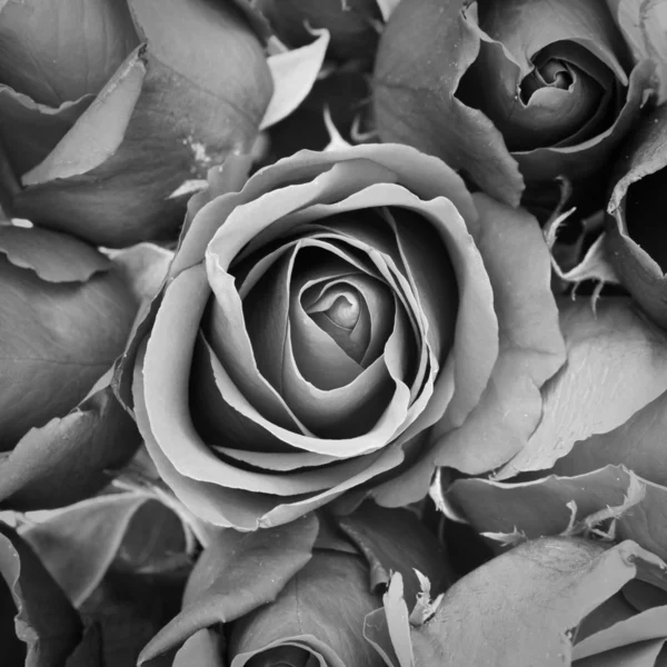 Żal róż — Zdjęcie stockowe