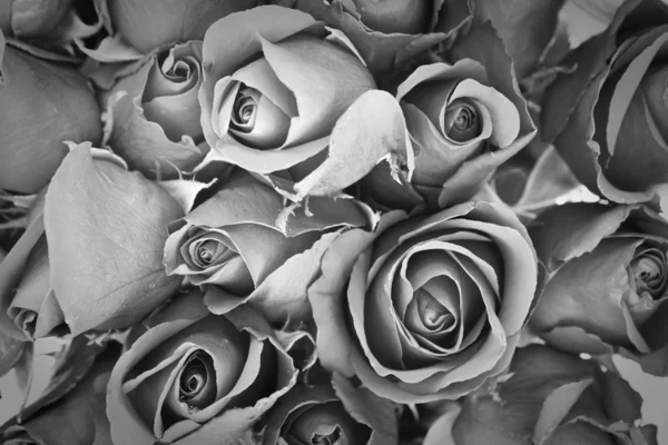 悲伤玫瑰 — 图库照片