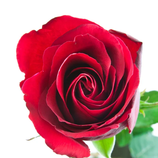 Rote Rose — Stockfoto