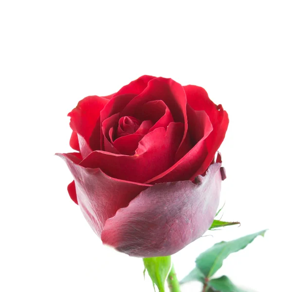 Red rose Stock Picture