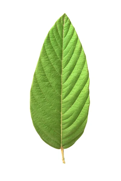 Hoja verde — Foto de Stock