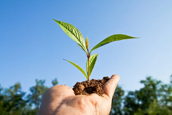 Tree in hand — Stock Photo, Image