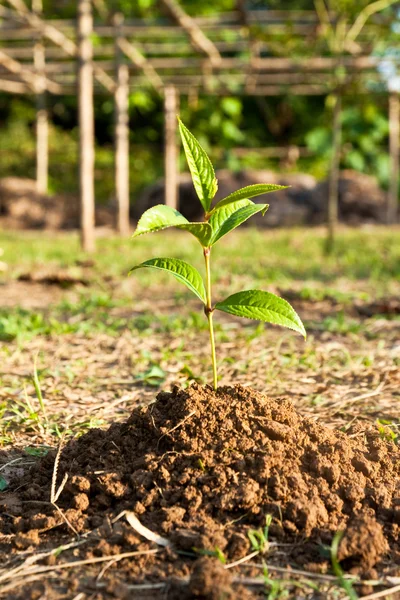 Jovem planta — Fotografia de Stock