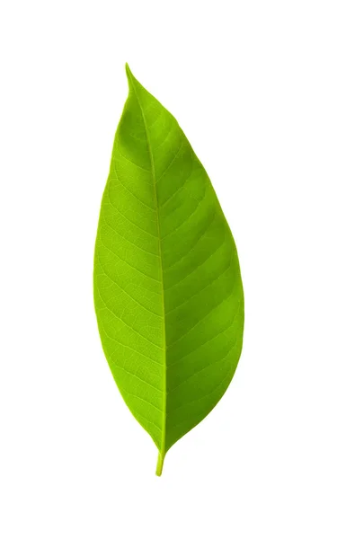 Hoja verde — Foto de Stock