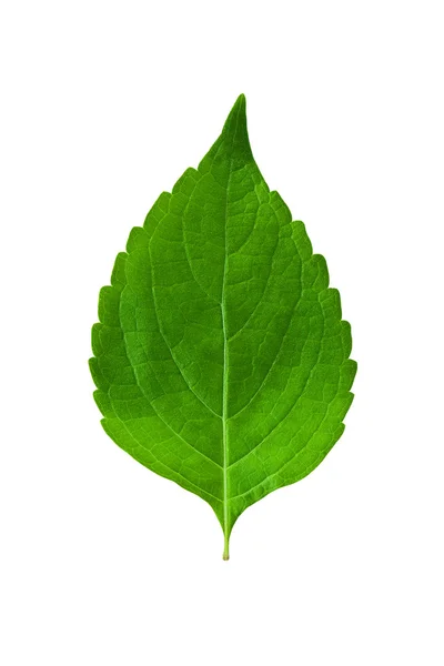 Green leaf — Stock Photo, Image