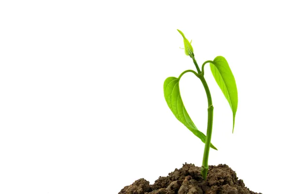 Seedling — Stock Photo, Image