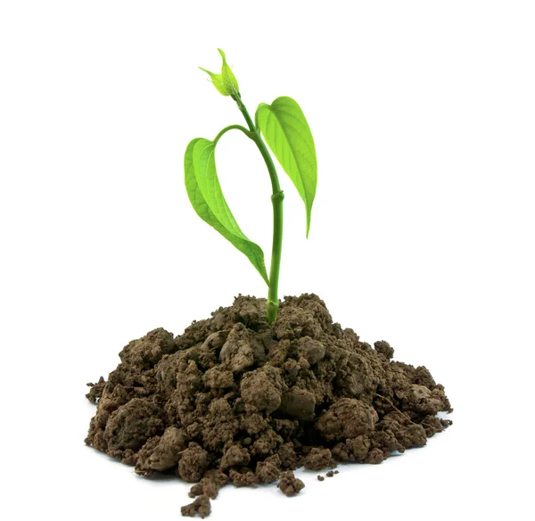 Seedling — Stock Photo, Image