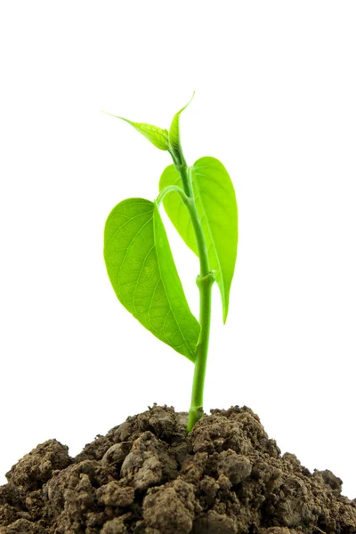 Seedling — Stock Photo, Image