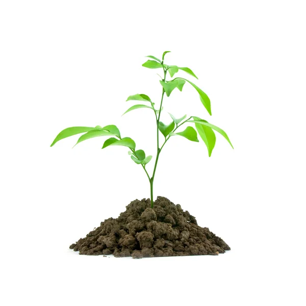 Seedling — Stock Photo, Image