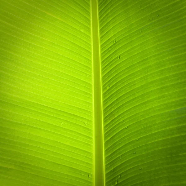 Hoja de plátano —  Fotos de Stock