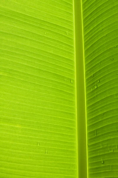 Palmera verde —  Fotos de Stock