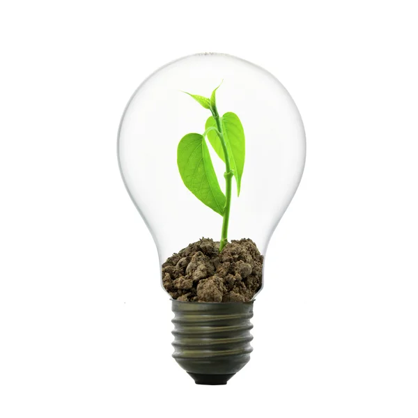 Small plant in light bulb — Stock Photo, Image