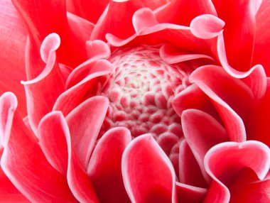 etlingera elatior