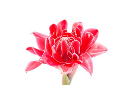 etlingera elatior