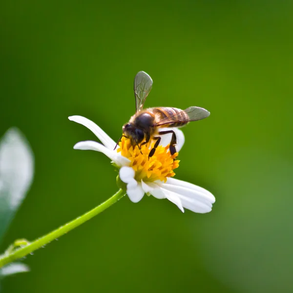 Pszczoła na kwiat — Zdjęcie stockowe