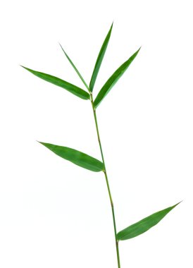 Bambu yaprak