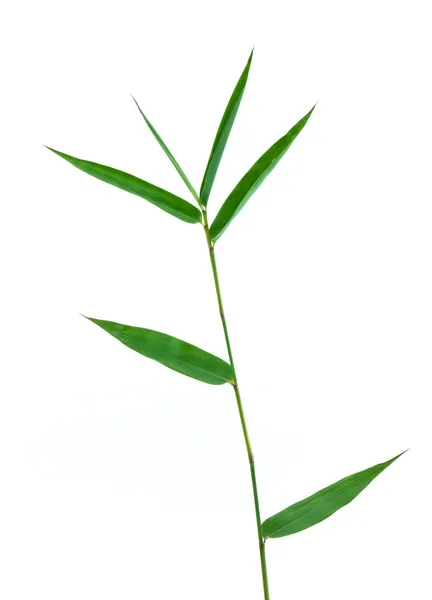 Hoja de bambú — Foto de Stock