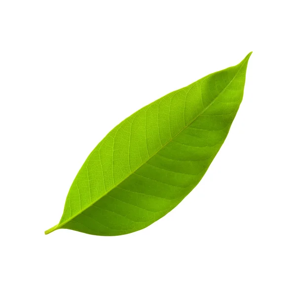 Hoja verde — Foto de Stock