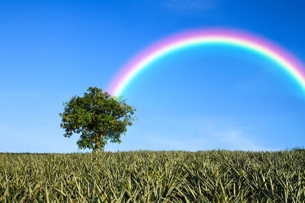 Árbol —  Fotos de Stock