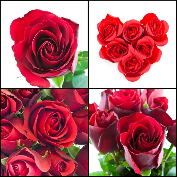 Rote Rose — Stockfoto