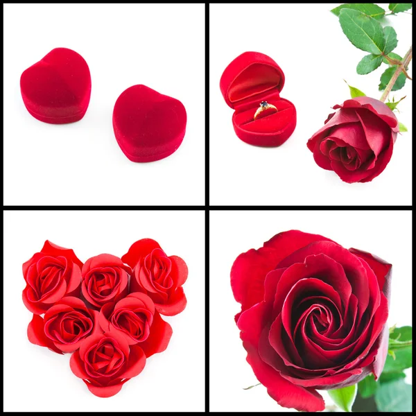 Red rose — Stock Photo, Image