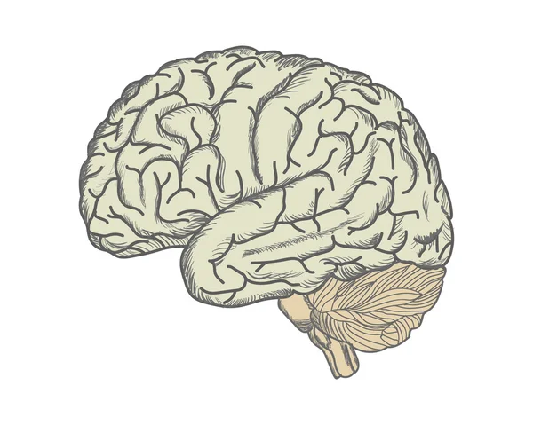 Brain. Illustration drawn by hand — Stok fotoğraf