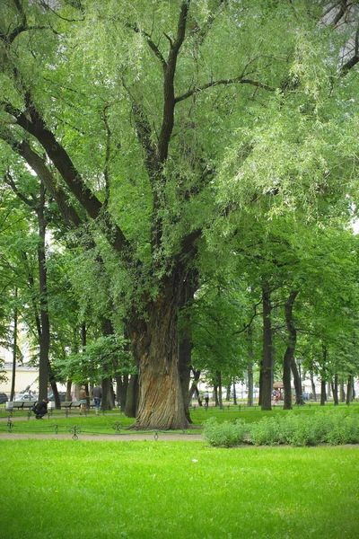 Large tree in the park — Stock Photo, Image