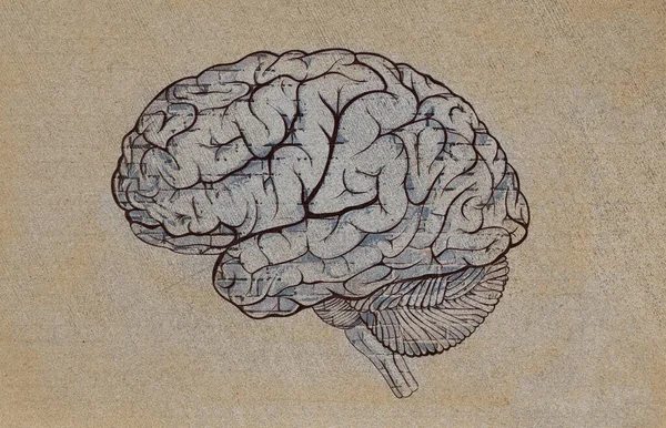 Drawn Human Brain Sketchy Rough Canvas Brick Texture Mind Concept — Stockfoto