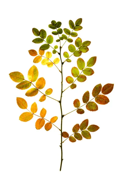 Herfstboom Tak Van Wilde Roos Met Kleurrijke Bladeren Isoleren Een — Stockfoto